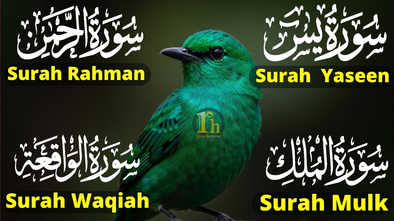 Relaxing Quran Surah Yaseen (Yasin) | Surah Rahman | Surah Waqiah | Surah Mulk | Episode 103