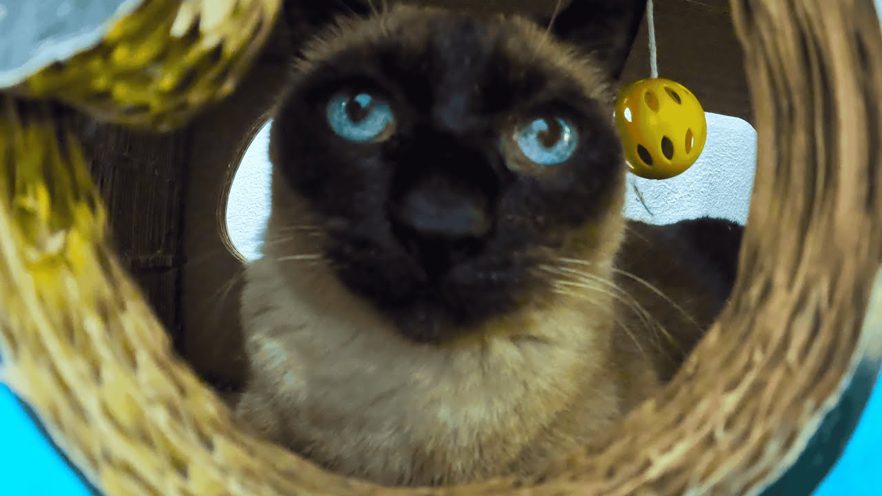 10 Minute Cat Calm | A Slow Cat Day & A Brush He Loves (Soft LoFi for Relaxation)