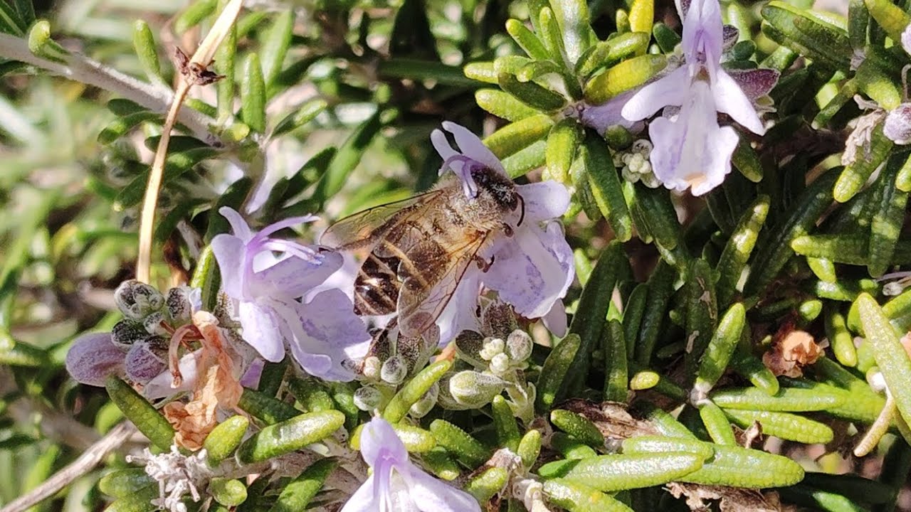 ミツバチの観察 | Bee Observation