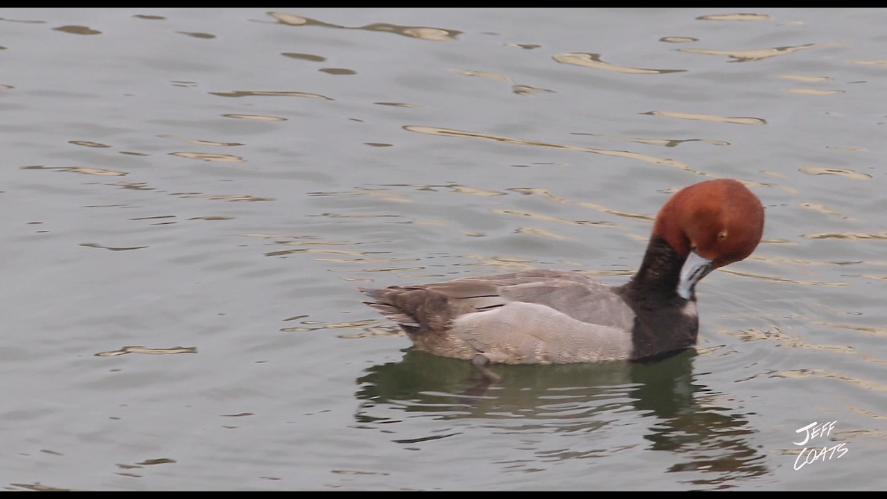 Refuge Redhead Goldeneye - February 9th 2017 Jeff Coats Pitboss Waterfowl Maryland VLOG_045
