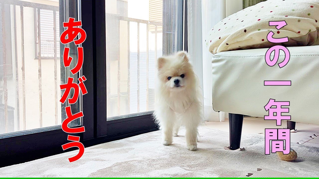 【老犬介護】　この１年を振りかえって