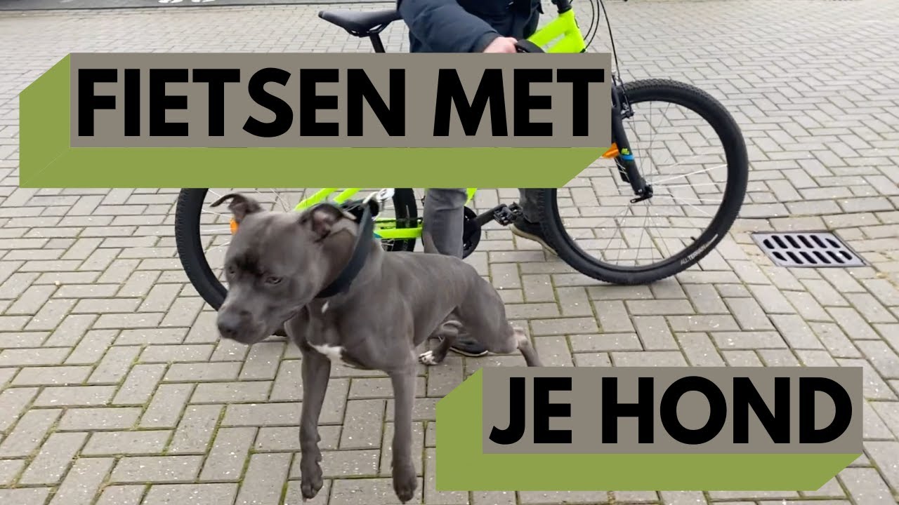 STOP MET CORRECTIEMIDDELEN - Van een gespannen hond naar een ontspannen hond | Geen quick fix