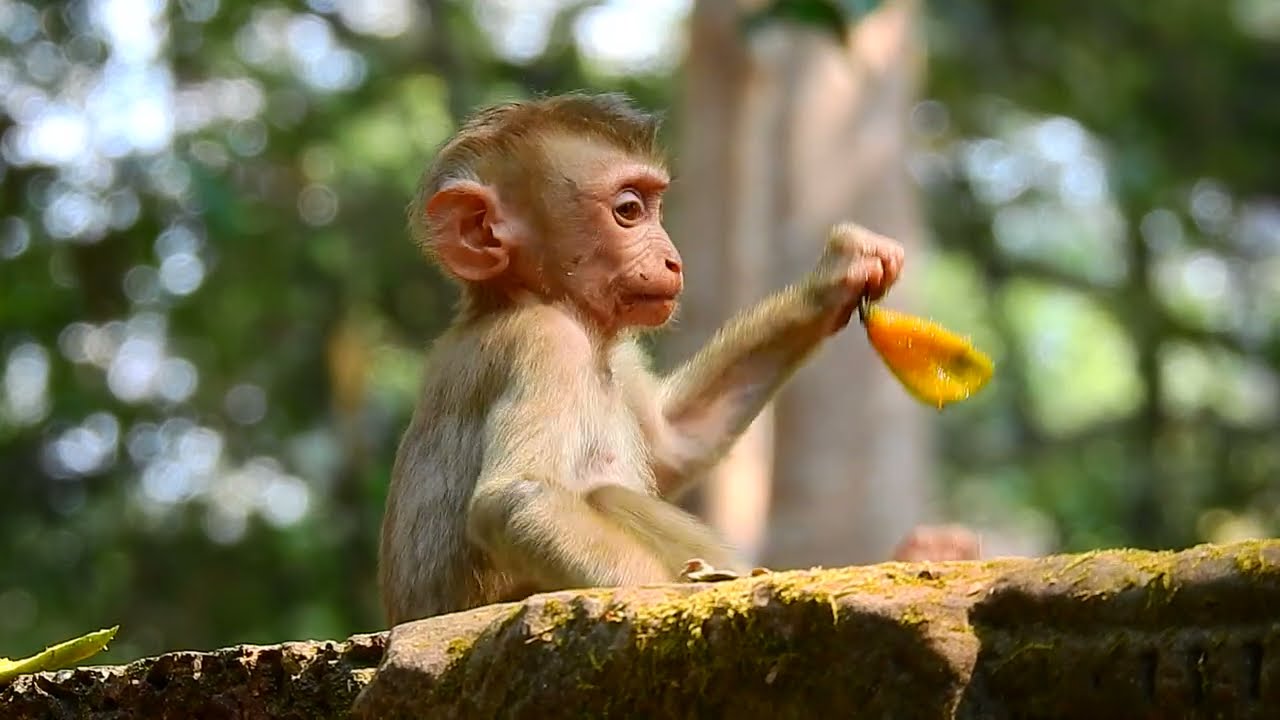 Life of baby monkey