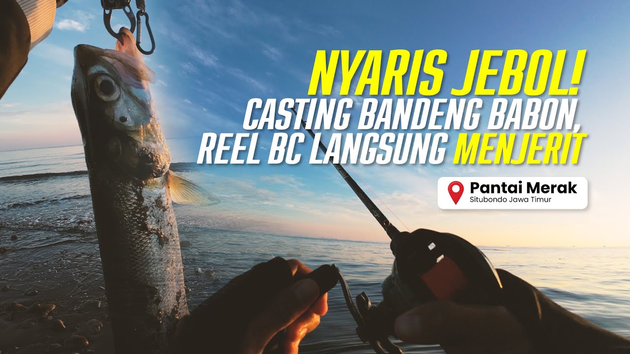 NYARIS JEBOL! Pertama Kali Casting Pinggiran, Reel BC Menjerit Gak Dikasih Napas!