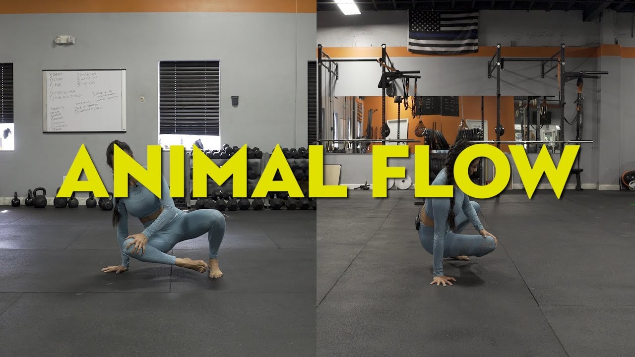 Animal Flow Sequence (Intro)