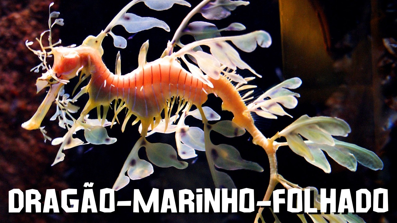 Dragão-marinho-folhado: A Camuflagem mais Absurda do Oceano
