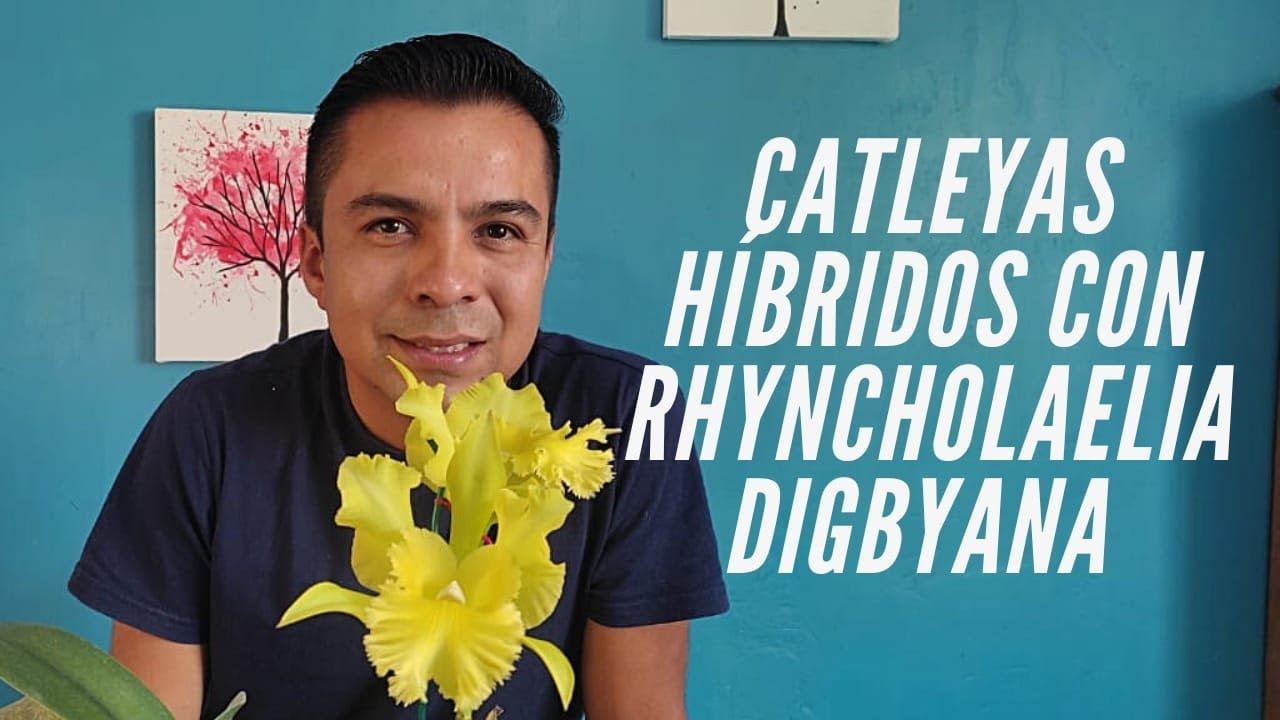 Catleyas híbrido con Rhyncholaelia Digbyana #orquideas