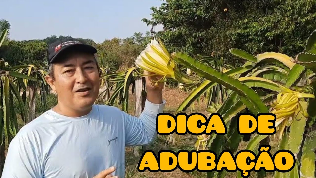 ADUBO PARA PITAYA | APRENDA COMO ADUBAR