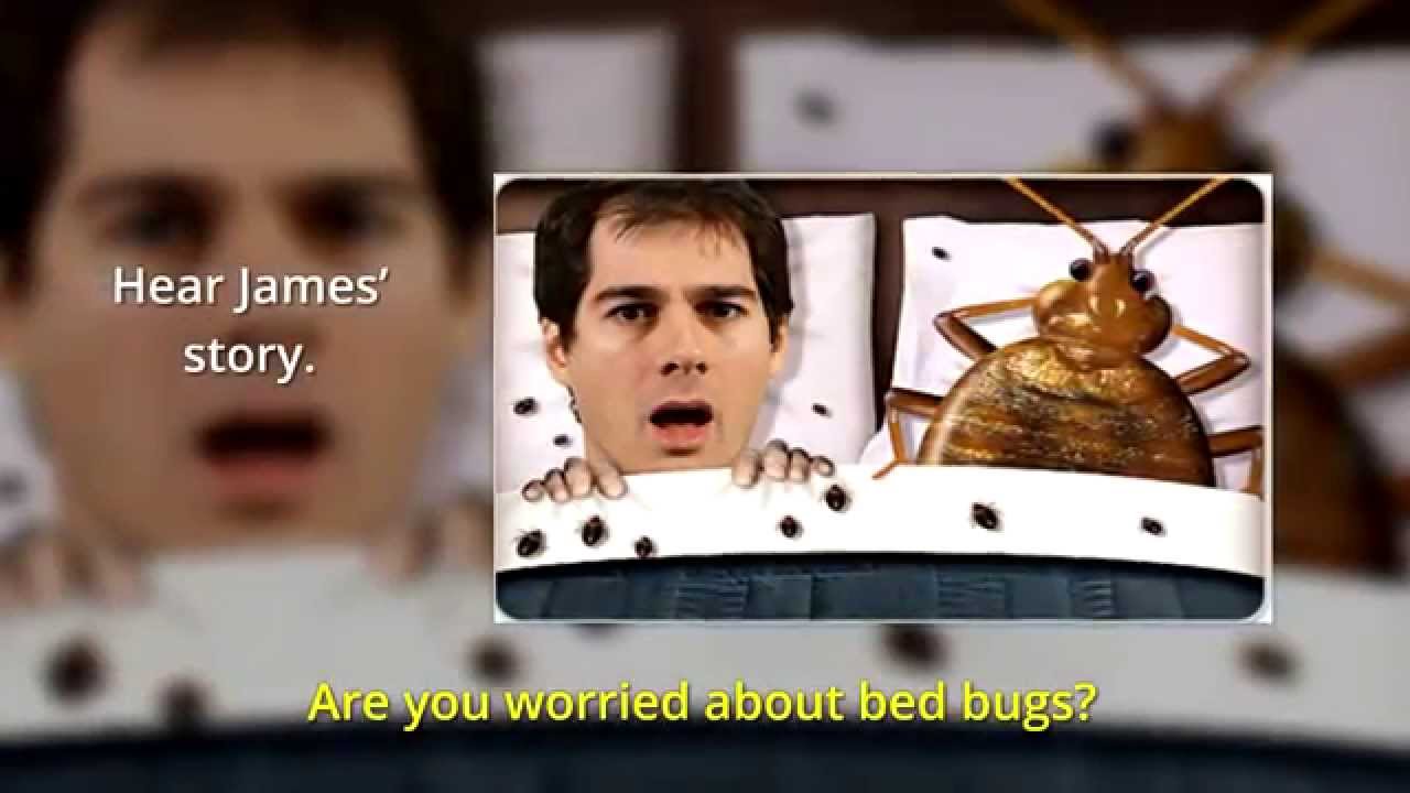 Bed Bug Exterminators Denver | Beeline Pest Control