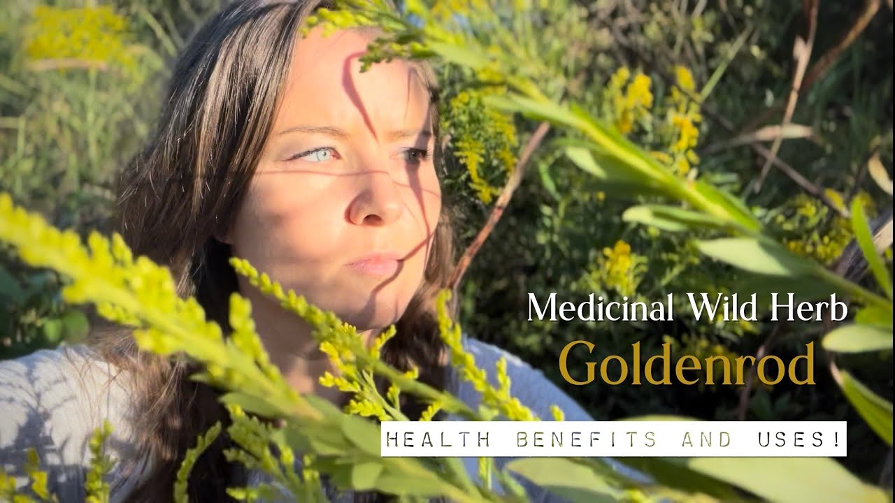 Goldenrod Medicinal Wild Herb