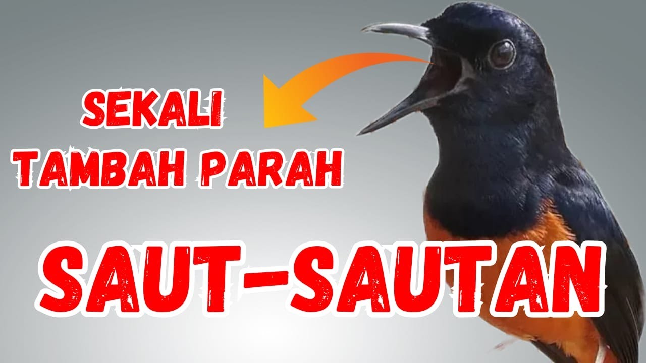 SAUT SAUTAN PAGI SORE PANCINGAN AGAR MURAI BATU GACOR, MURAI BATU DIAM LANGSUNG NYAUT BUNYI GACOR