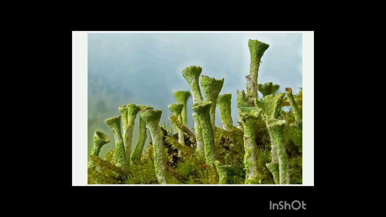 Stages oF Xerosere| crustose lichen Foliose Lichen| Moss and shrub Stages| Climate Forest