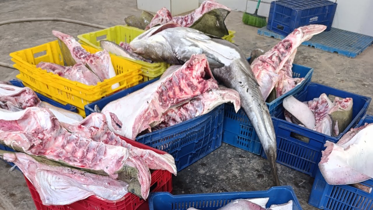 (valentes do mar) DOAÇÃO DE PEIXES E MAIS BENÇÃO TUDO SOBRE NOSSA PRODUÇÃO DA VIAGEM🙏🏽🙌🏽