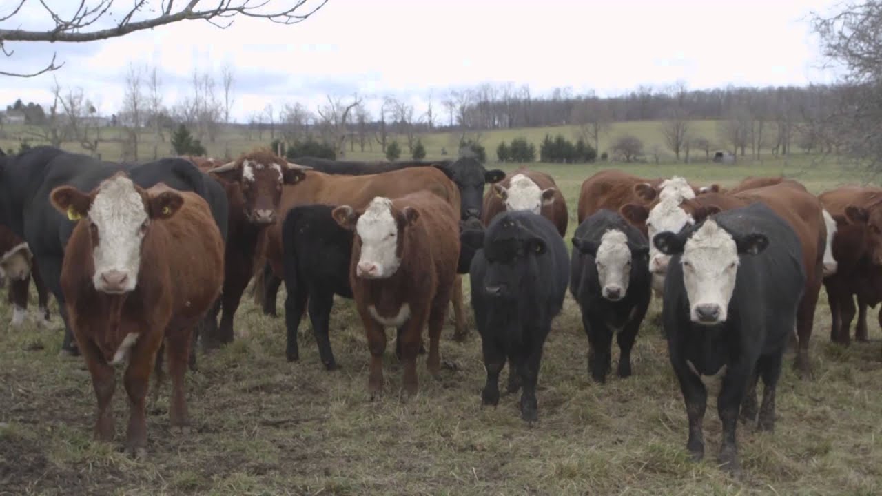 Organic Panic - Grass Fed Beef Farm