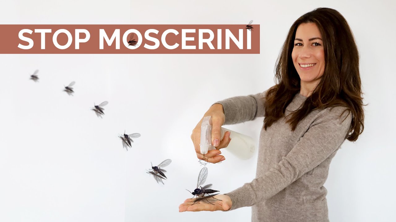 ADDIO MOSCERINI - Come eliminarli definitivamente