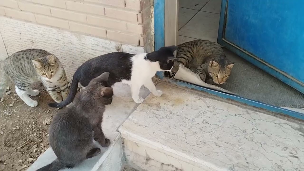 #cat#cats#beautifulcatsfromtheworld #prettycat #catvideos #catlife #cutecat #cuteanimals #catlovers 