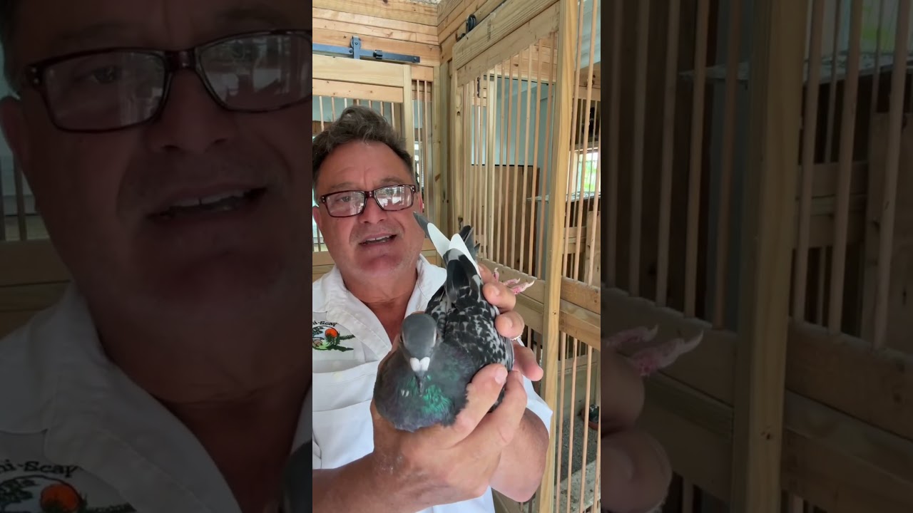 🎓 How to Train Racing Pigeons: A Beginner&rsquo;s Introduction #MemoliLoft #pigeontraining#pigeons
