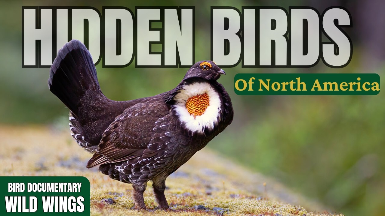 Birds of North America &ndash; 15 Rare Species You Won&rsquo;t Find Anywhere Else