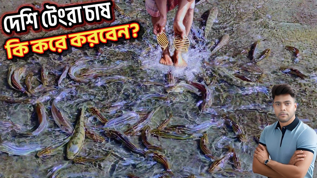আধুনিক পদ্ধতিতে দেশি টেংরা মাছ চাষ/ টেংরা ও গুলশা মাছের খাবার কি / Desi tangara fish farming process