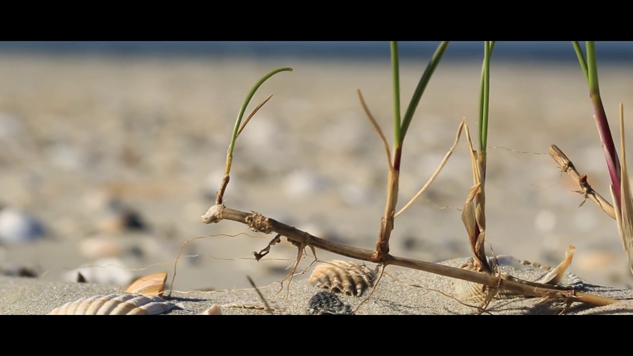 De Wereld van het WAD - Biestarwegras (vo)