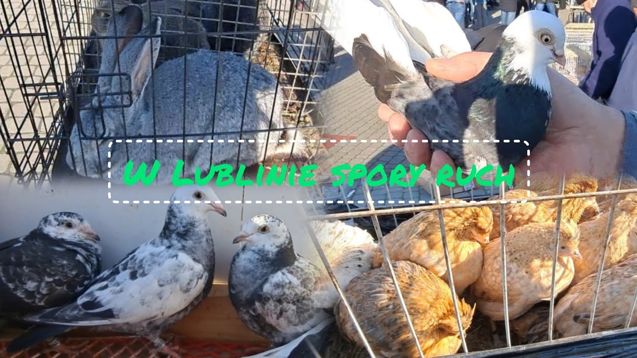 Giełda Zwierząt Lublin 26.04.2025 gołębie,kury,króliki  dużo pocztowych🕊️✉️