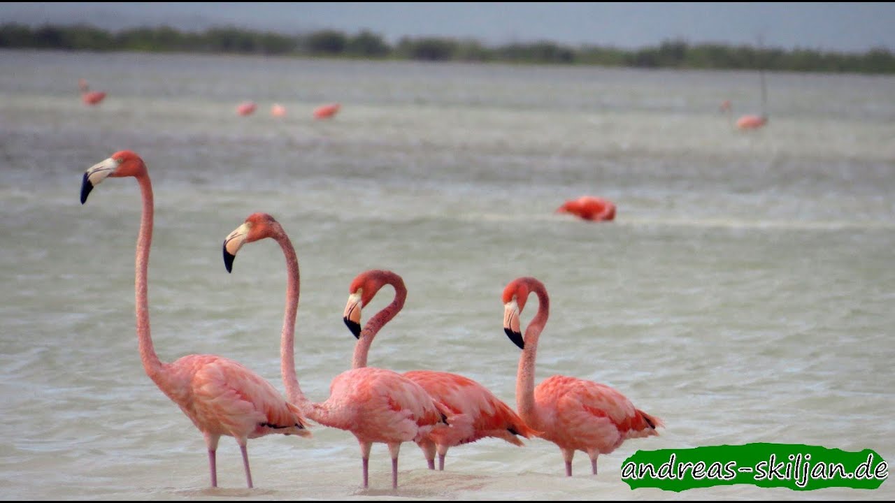 Wildlife Dominican Republic