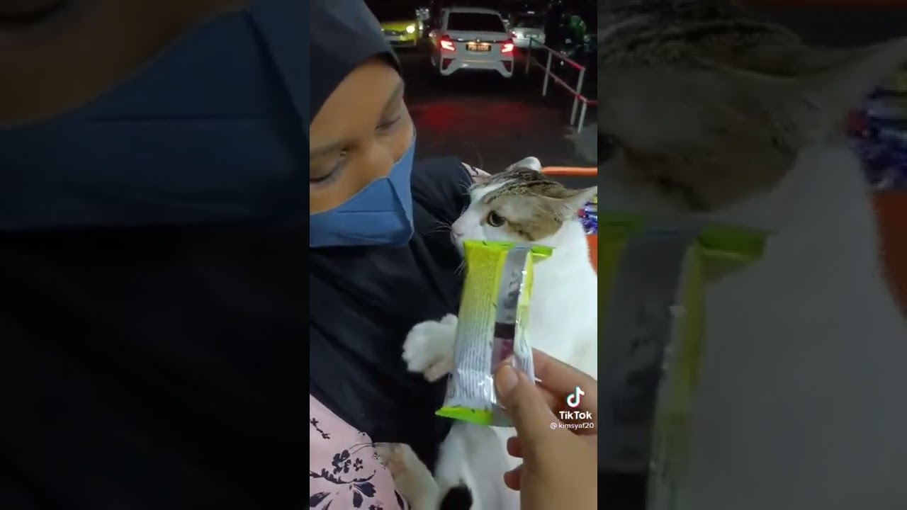 Kucing Meong Ngambek Meong Makanannya diambil - Yoyo Kucing Viral di TikTok