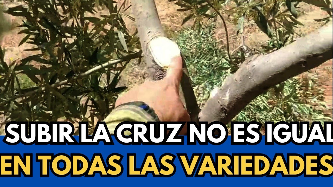 🟥 Cómo Subir la Cruz a Plantones Picual