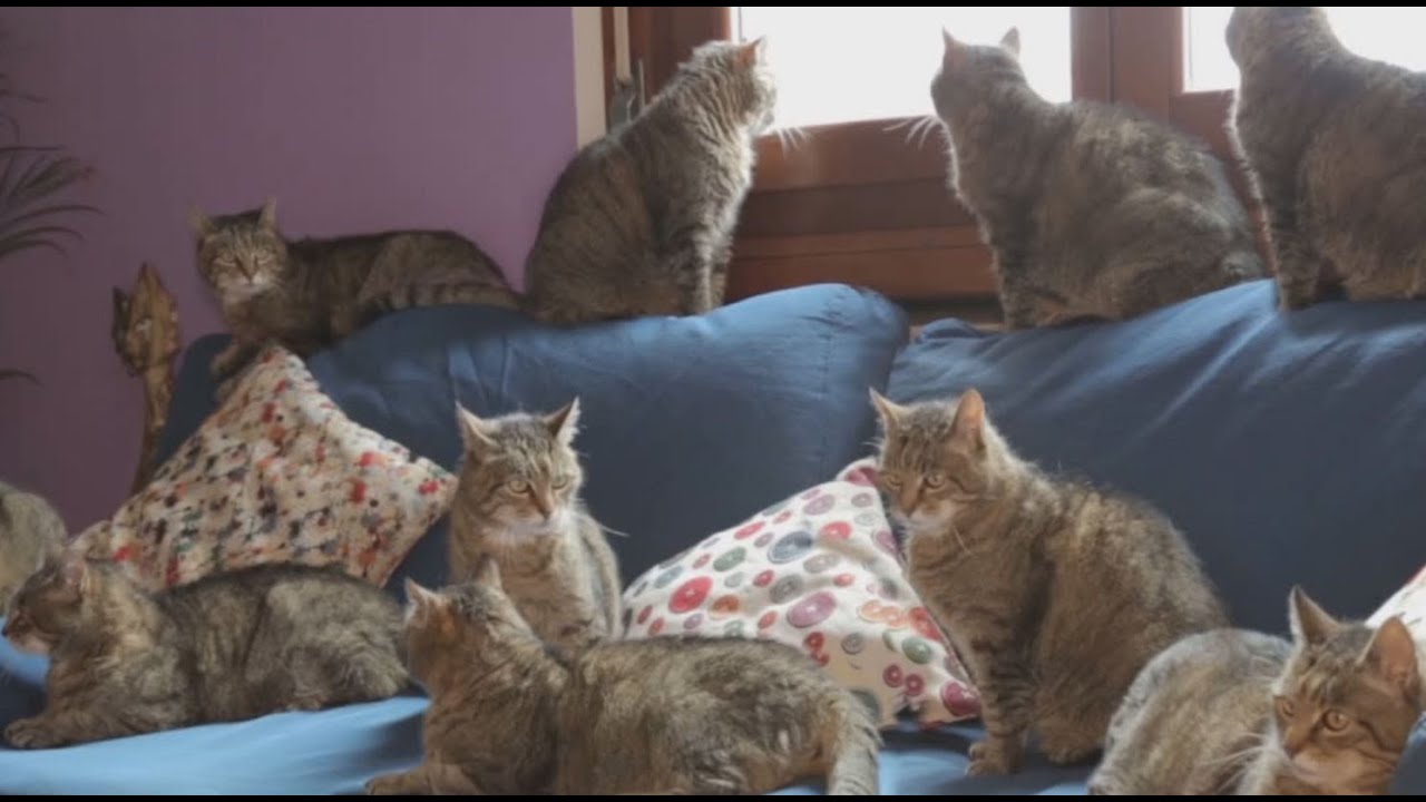 Genius Cat - Episode 02 - Cloning Machine