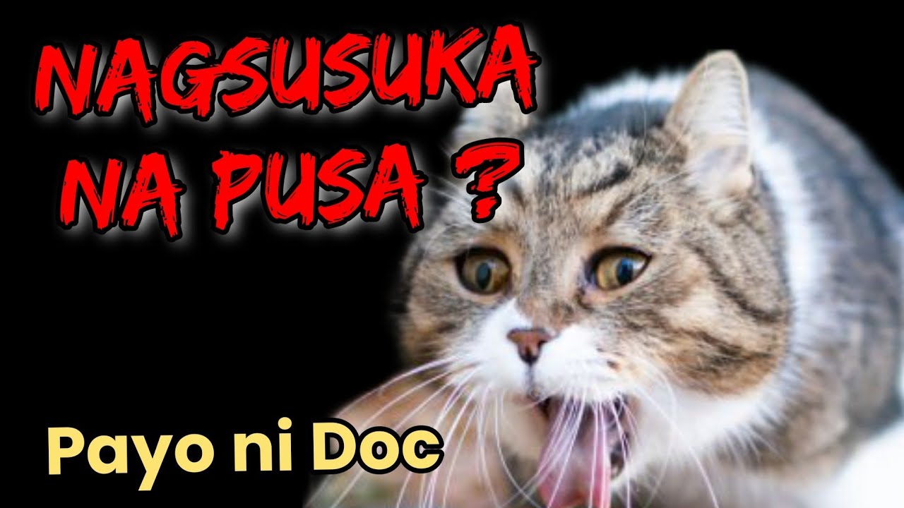 Nagsusuka na pusa HOME REMEDY .. Veterinarian in the Philippines