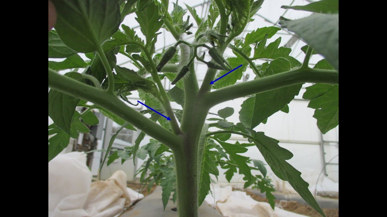 DO NOT PRUNE DETERMINATE TOMATO VARIETIES | IT’S A NO NO