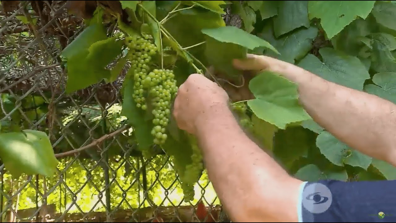 En San Andrés se impulsa autosostenibilidad con un innovador proyecto agrícola - La Finca de Hoy