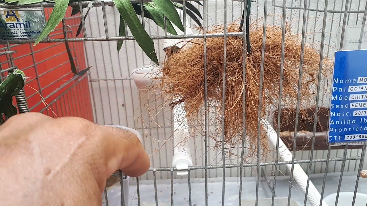 Como preparar seu voador pra fêmea fica pronta pra reprodução.
