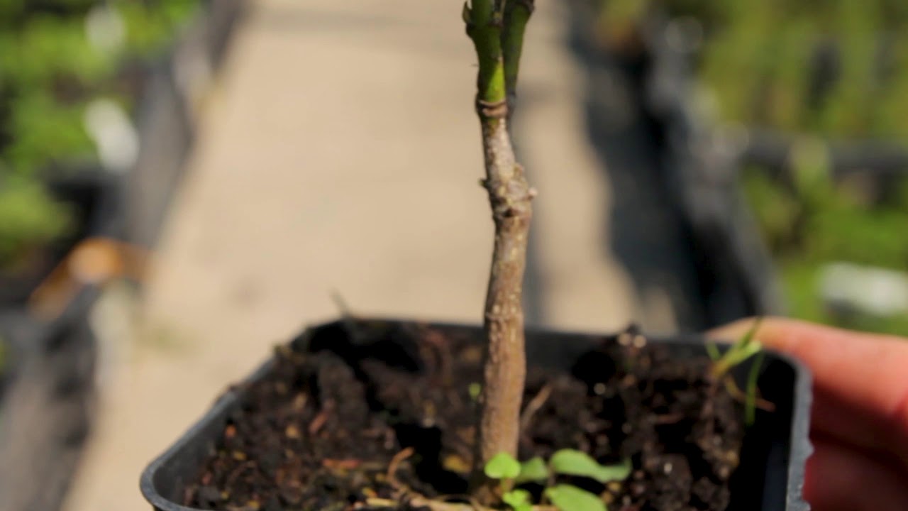 Клекачка перистая Staphylea