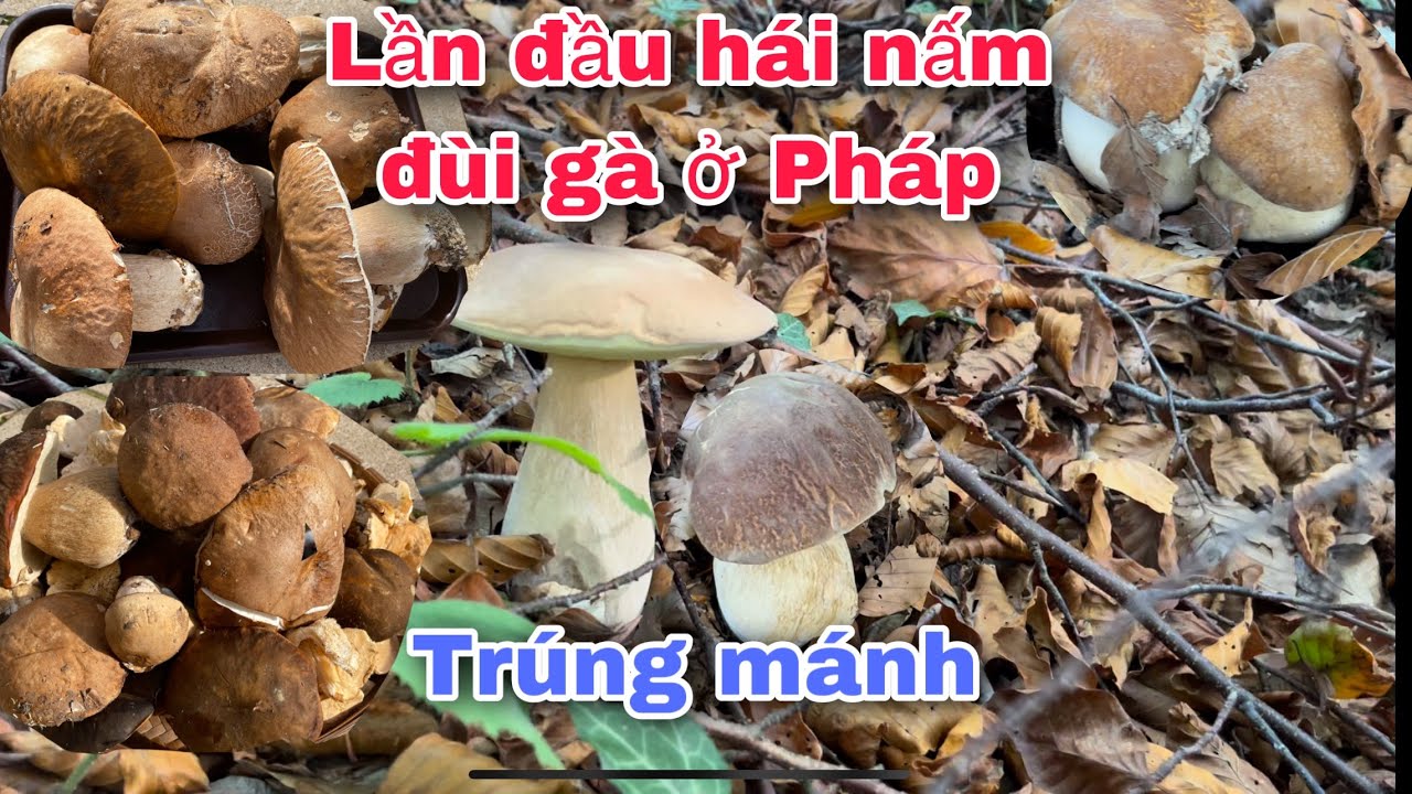 LẦN ĐẦU VÀO RỪNG HÁI NẤM ,TRÚNG MÁNH /HUYEN PHAN CUỘC SỐNG PHÁP