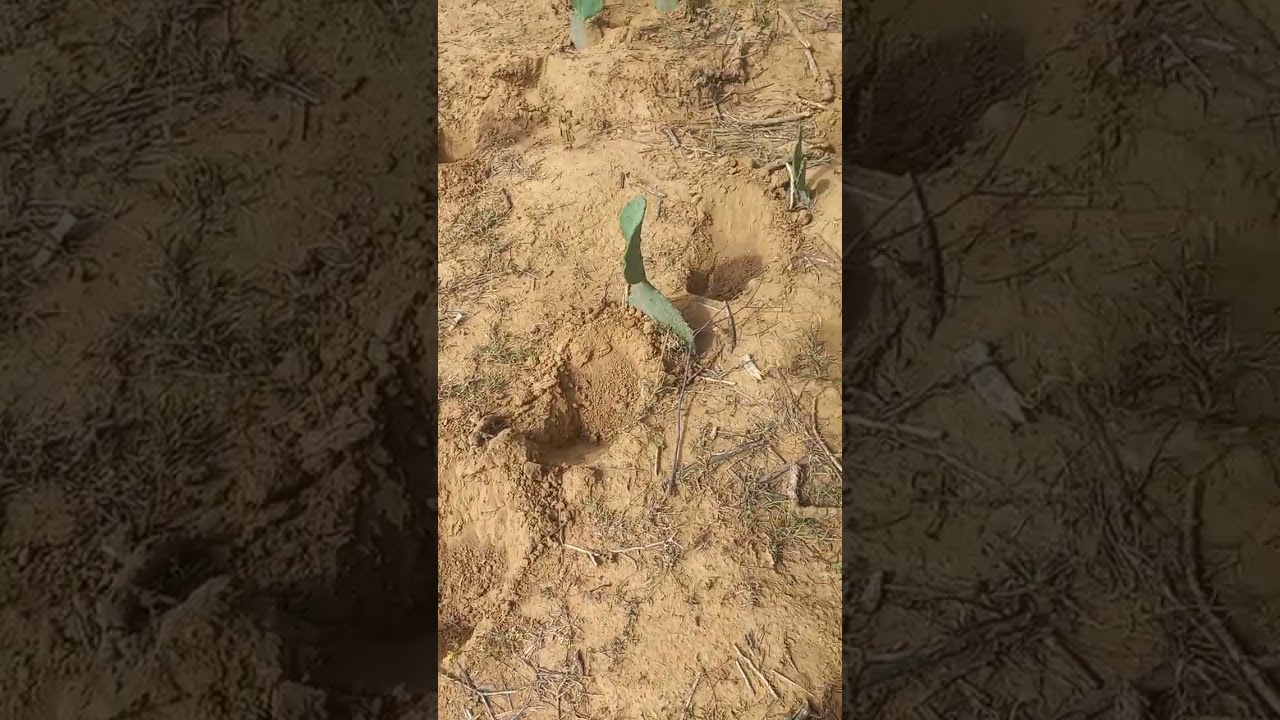 PLANTANDO MAIS UM POUCO DE PALMAS.