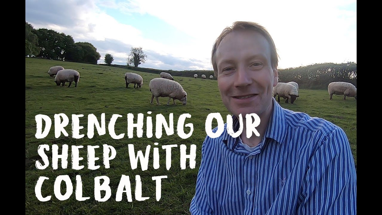 Treating Our Sheep with a Cobalt and Selenium Solution (Drenching).