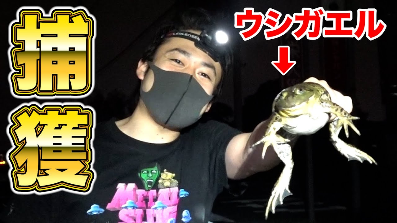 鰐さんと巨大ウシガエル捕まえに行ってみた。