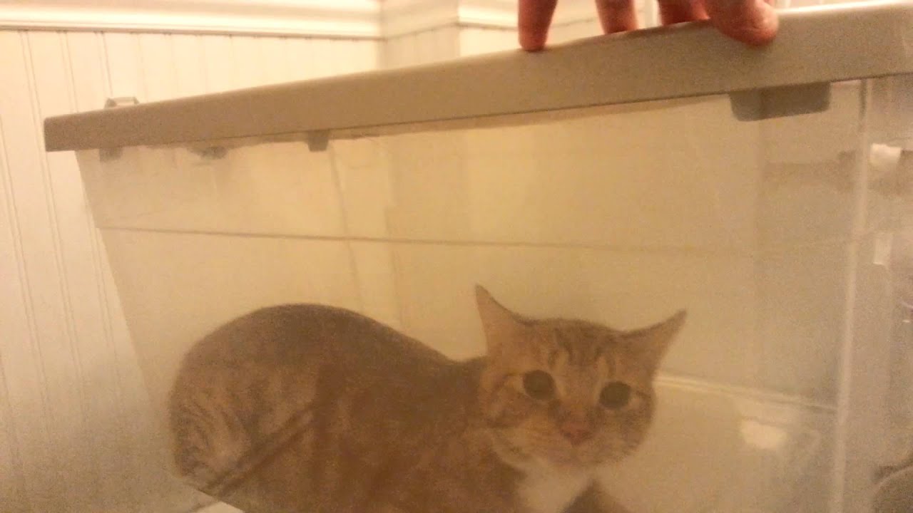 Diy home nebulizer for felines