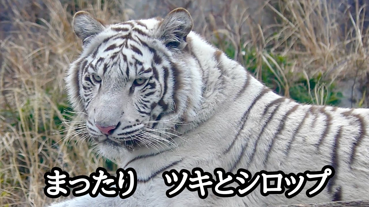 まったりと過ごすシロップとツキの様子【伊豆アニマルキングダム】White tiger Syrup Tsuki Izu Animal Kingdom 