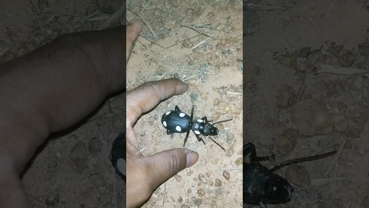 Catching monster 👹 insect 
