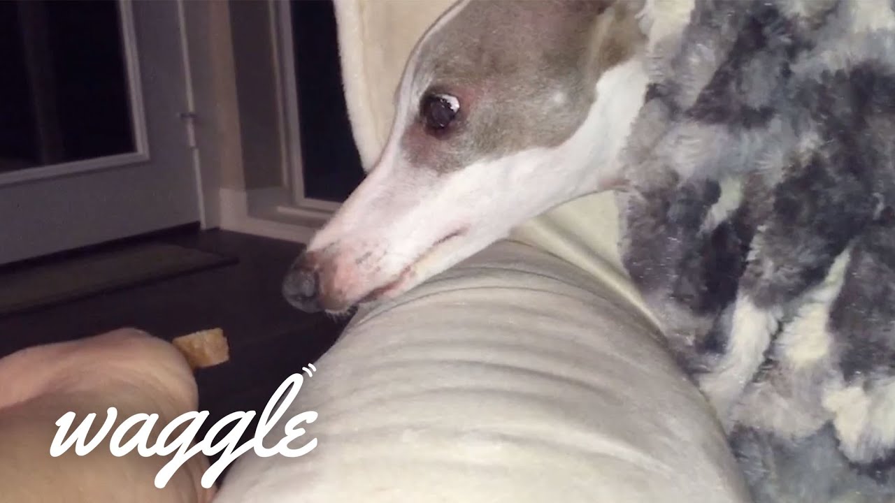 Great Greyhounds | Dog Video Compilation