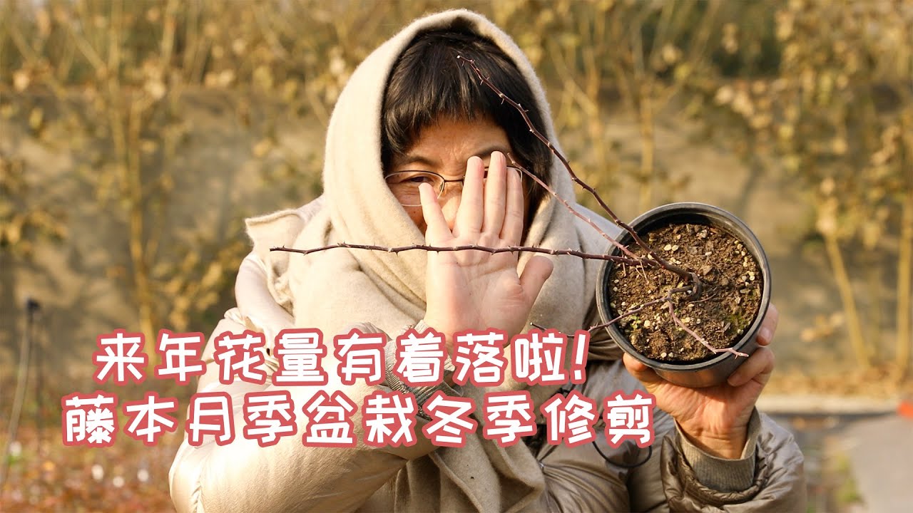 【海妈园艺课堂】来年花量有着落啦！藤本月季盆栽冬季修剪
