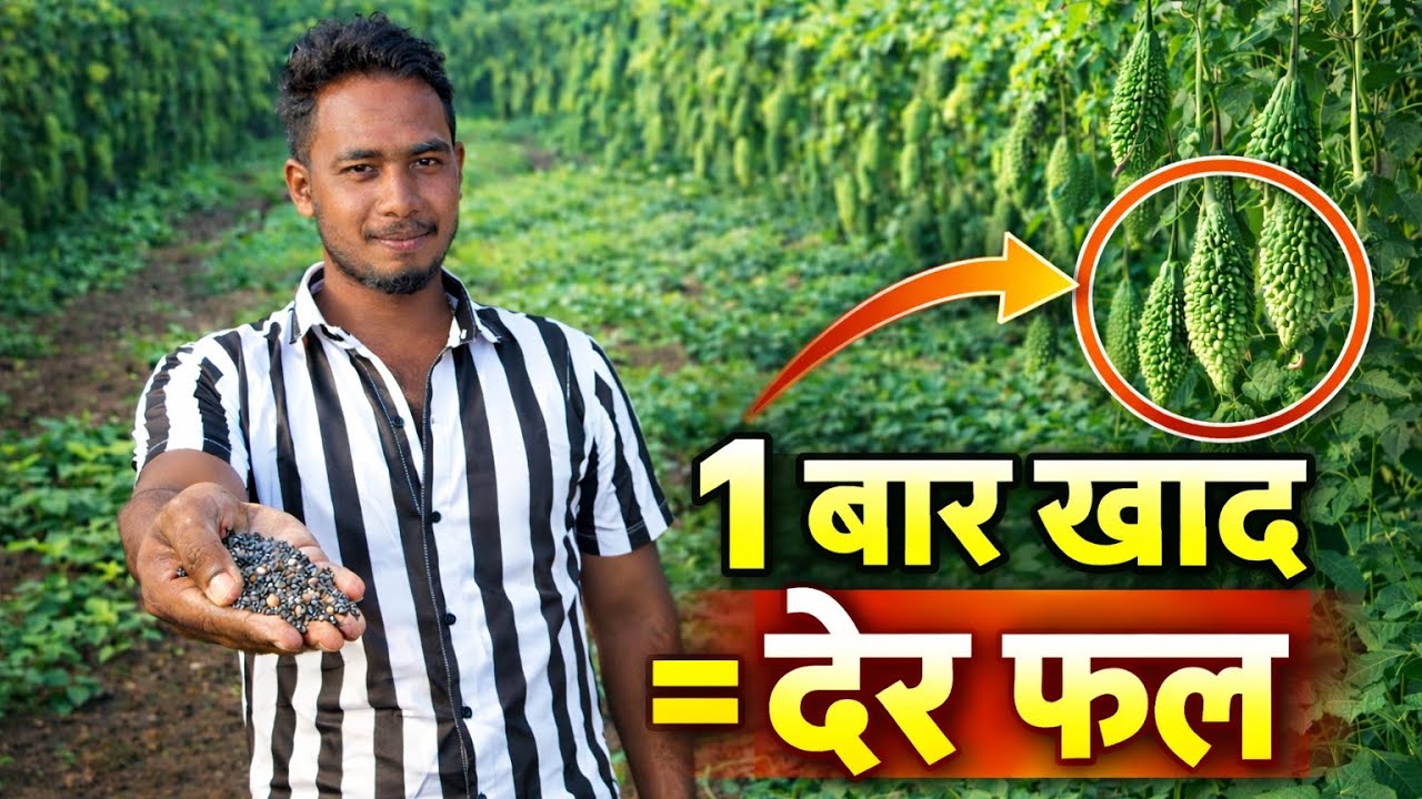 “सिर्फ 1 बार ये खाद डालो — करेला पौधा फटाफट फल देगा!”