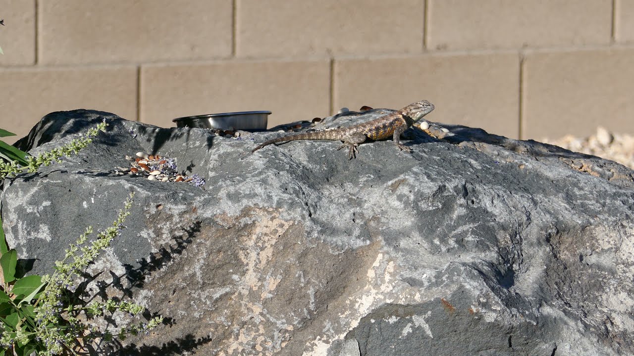 Desert Spiny Lizard (Sceloporus magister cephalaflavus) Basking In The Sun On A Boulder - SW Utah 4K