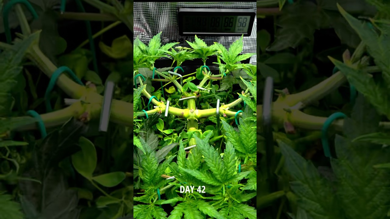 Seed to Harvest Grow Timelapse - Blueberry Muffin #timelapse