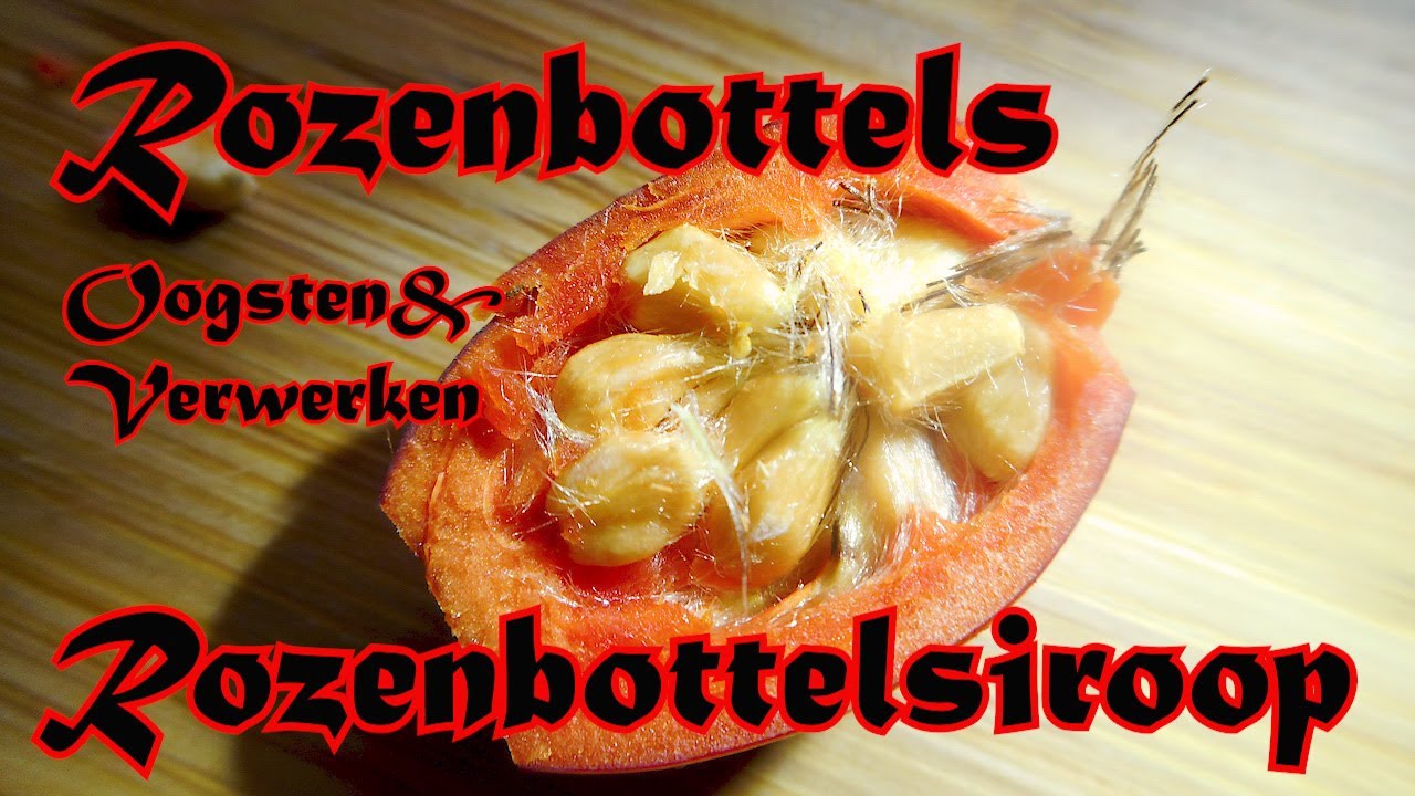 Rozenbottels oogsten & verwerken / Rosa canina (subtitles/subtítulos)