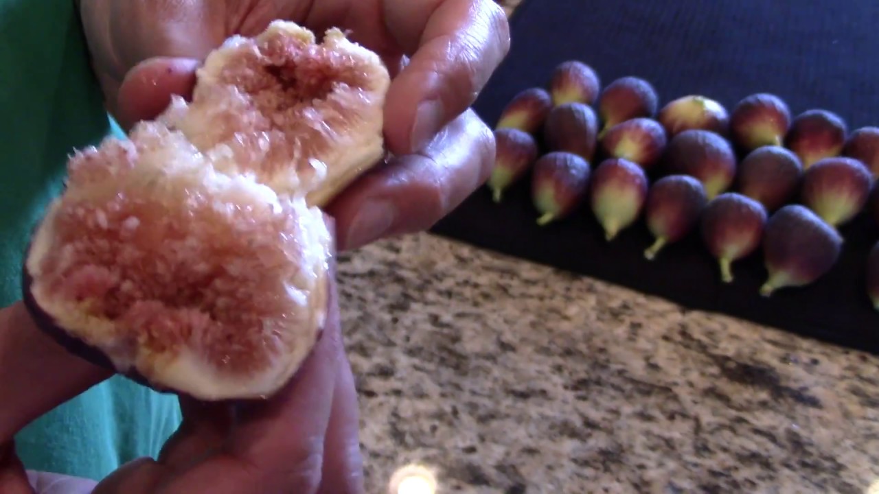 Growing Figs in the Arizona Desert
