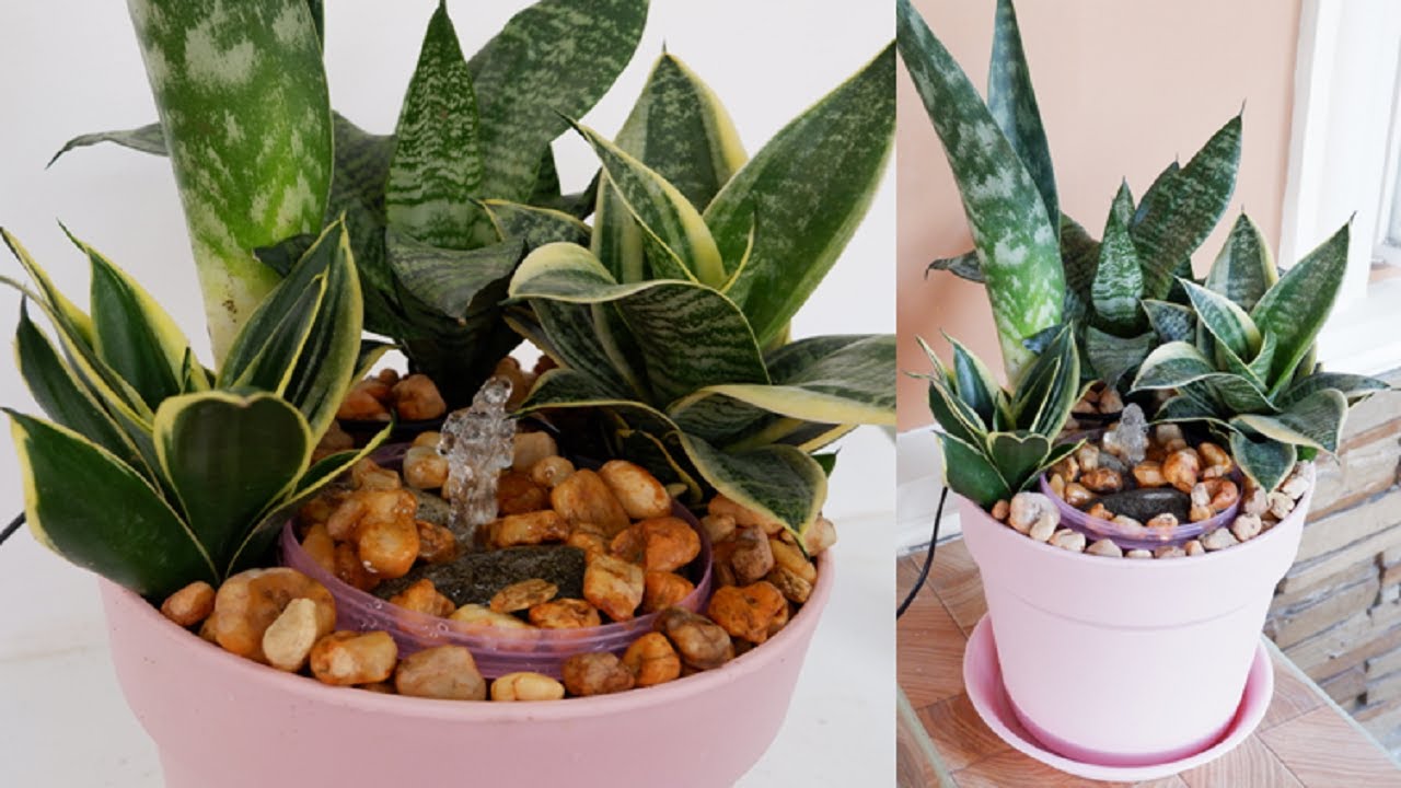 DIY Pot Fountain with Snake Plants (Sanseviera)