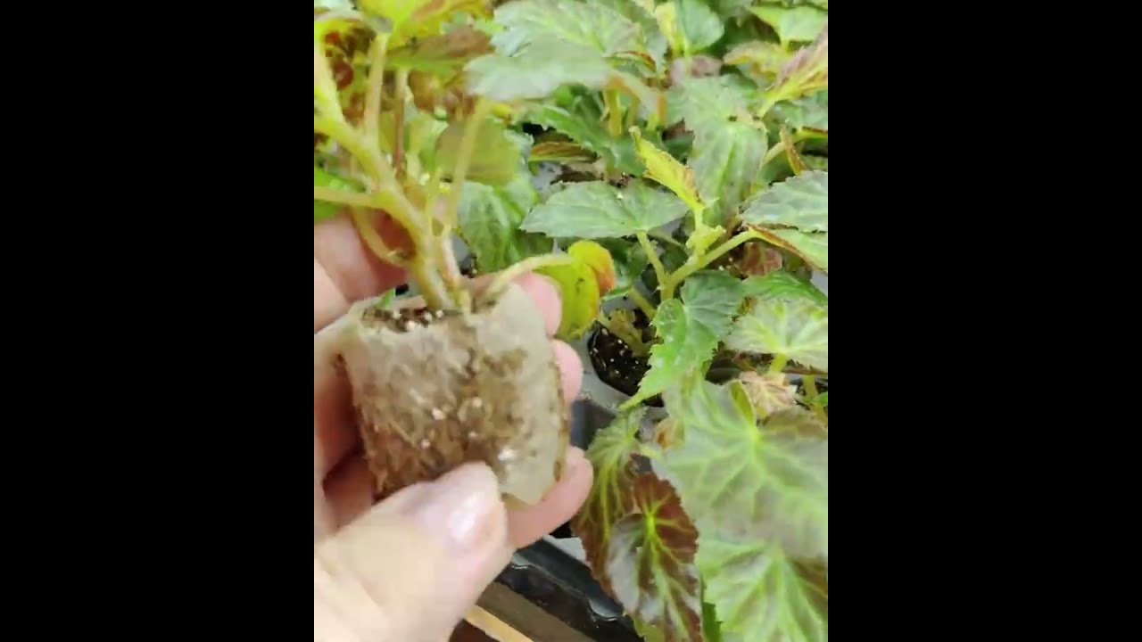 Весна не за горами, новое поступление черенков бегонии